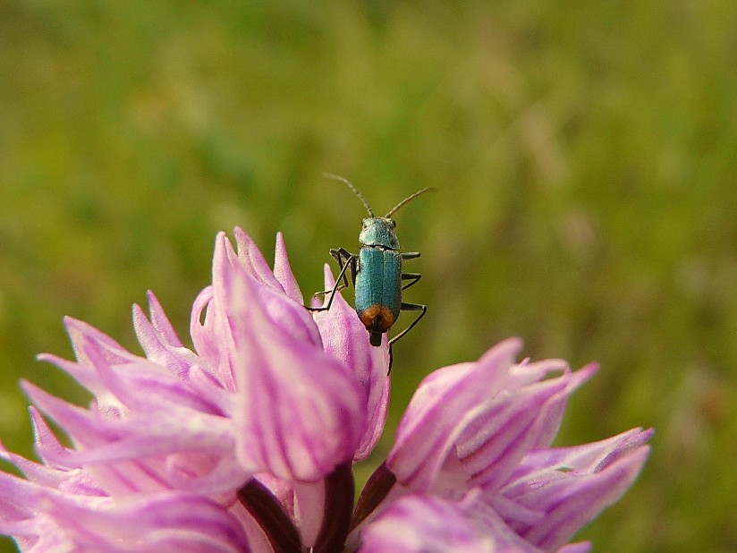 Tra le vecchie foto: Clanoptilus italicus (cf.)